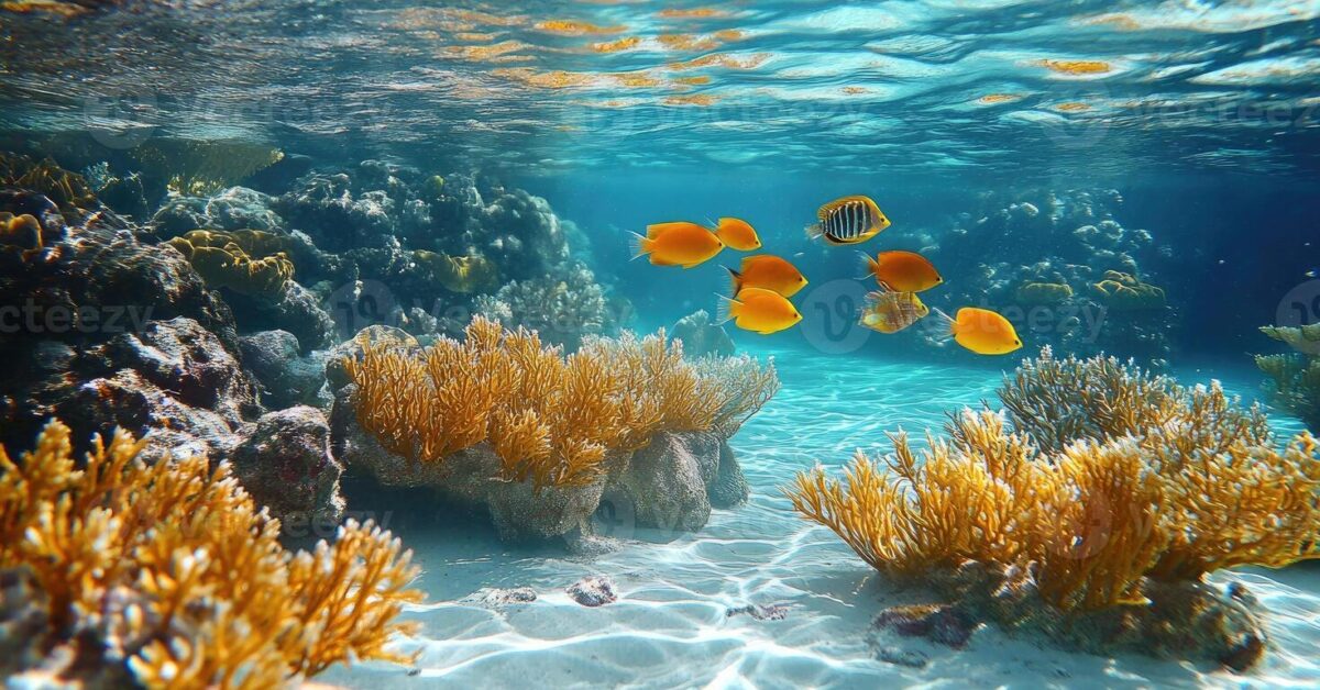 Why coral ecosystems matter more than we realize
