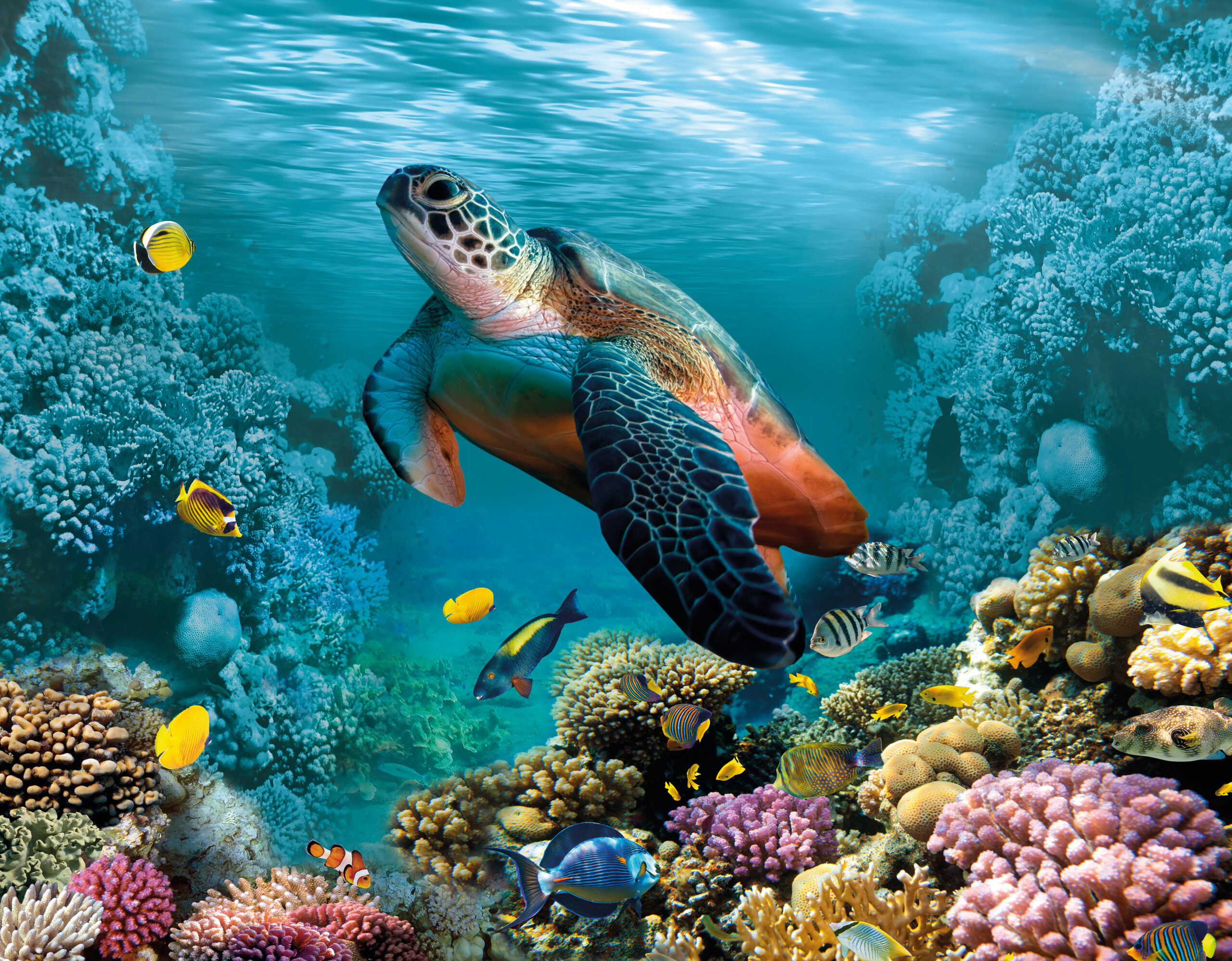 take a deeper look into coral ecosystems